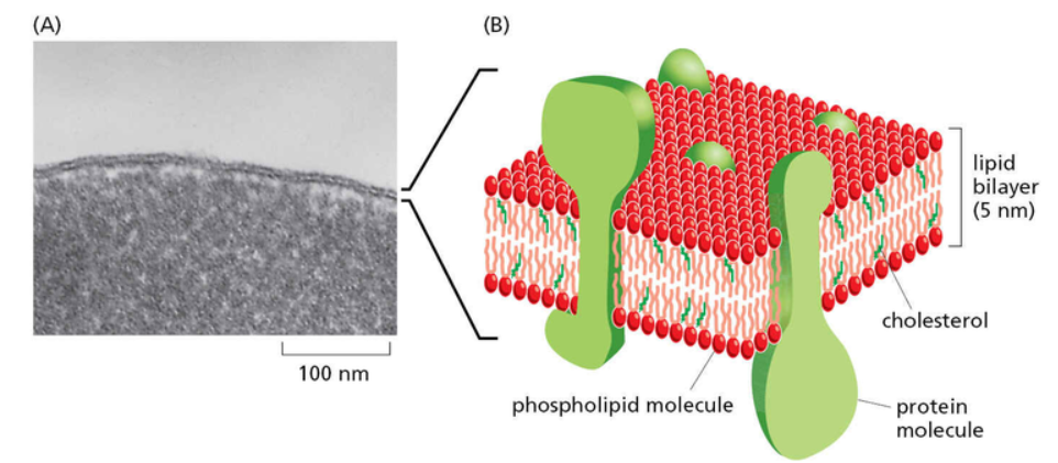 Lipid Bilayer